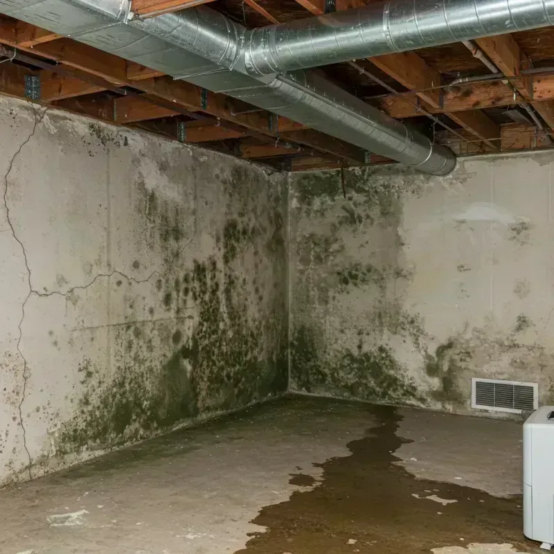 Professional Mold Removal in Woodville, TX